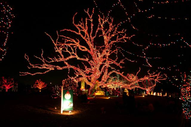 2005/12(Dec)/01(Christmas-Lights)/02(AustinTrail Lights)/640x480_2005-12-22-23.JPG